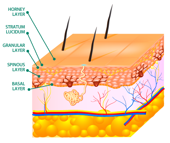 The epidermis is divided into layers or strata